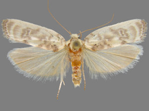 Antaeotricha leucillana