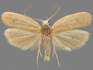 Antaeotricha osseella