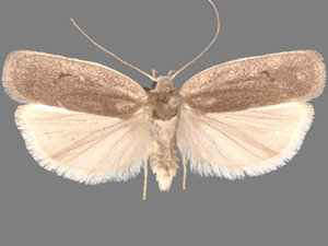 Antaeotricha osseella