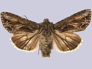 Anarta fusculenta