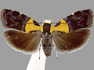 Rectiostoma xanthobasis