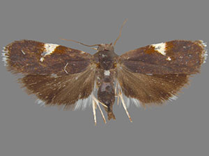 Menesta melanella