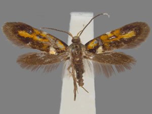 Fabiola edithella