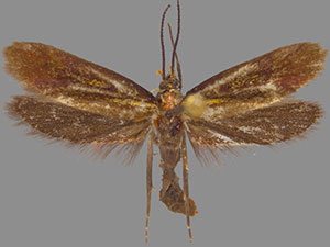 Mathildana flipria