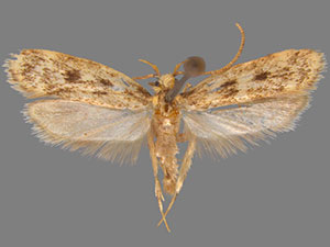 Martyringa latipennis