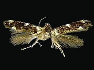 Elachista cucullata