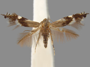 Elachista brachyelytrifoliella