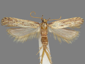 Spinitibia hodgesi