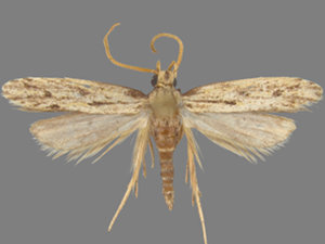 Spinitibia hodgesi