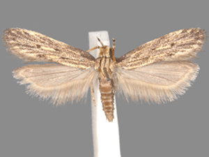 Spinitibia hodgesi