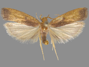 Glyphidocera democratica