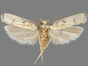 Glyphidocera lactiflosella