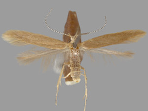 Coleophora glitzella