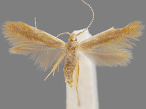 Coleophora laticornella