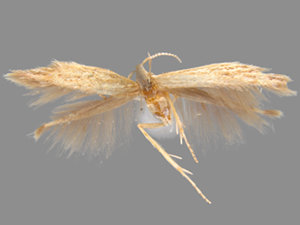 Coleophora dextrella