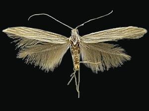 Coleophora cratipennella