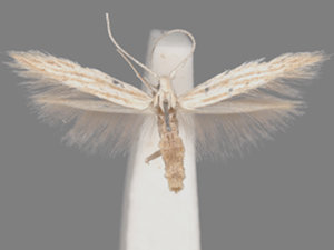 Coleophora cratipennella