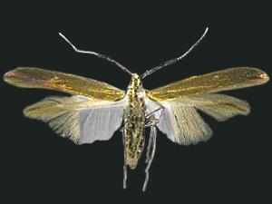 Coleophora mayrella