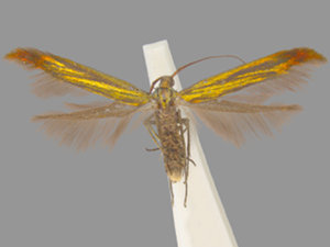 Coleophora trifolii