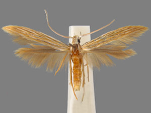 Coleophora xyridella