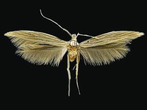 Coleophora xyridella