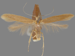 Coleophora vitisella