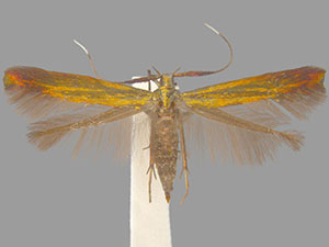 Coleophora deauratella