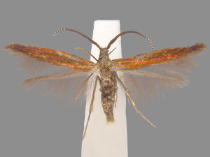 Coleophora alabama