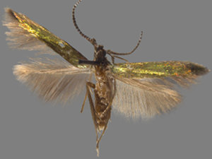 Coleophora alabama