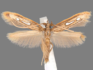 Homaledra heptathalama