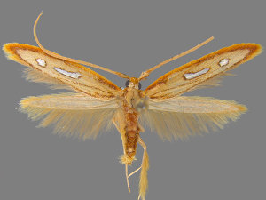 Homaledra heptathalama