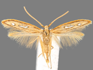 Homaledra heptathalama