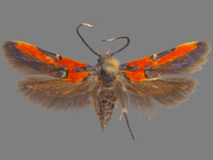 Euclemensia bassettella