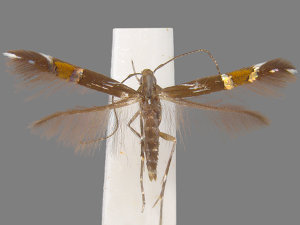 Cosmopterix pulchrimella