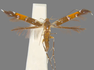 Cosmopterix astrapias