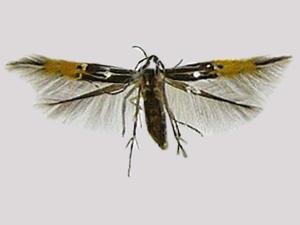 Cosmopterix dapifera