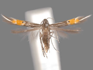 Cosmopterix dapifera