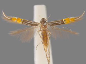 Cosmopterix dapifera