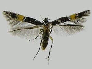 Cosmopterix lespedezae