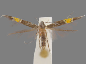 Cosmopterix lespedezae