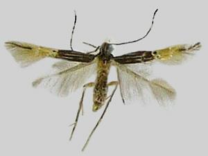 Cosmopterix opulenta