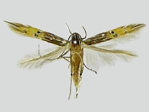 Cosmopterix quadrilineella