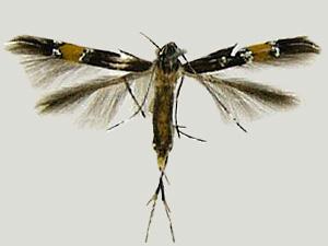 Cosmopterix teligera