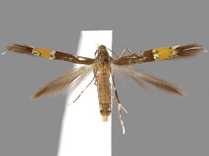 Cosmopterix teligera