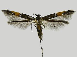 Cosmopterix gemmiferella