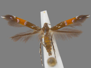 Cosmopterix gemmiferella