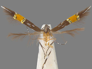 Cosmopterix clemensella