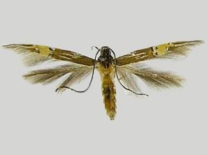 Cosmopterix scirpicola