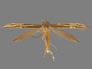 Cosmopterix ebriola