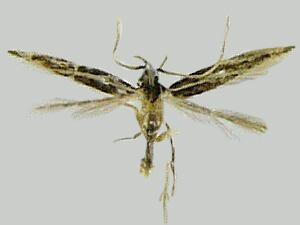 Eralea albalineella